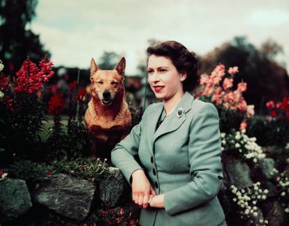 La reina Isabel posa en el castillo de Balmoral el 28 de septiembre de 1952. Este enclave escocés siempre ha sido uno de sus favoritos, y los perros de la raza corgis, sus animales de compañía inseparables.
