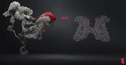 La imagen muestra la posición de las neuronas Vsx2 que reconfiguran su función al estimular eléctricamente la médula de lesionados. A la izquierda, vista lateral, a la derecha, sección vista desde arriba.