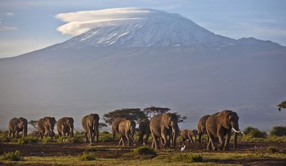 Una manada de elefantes camina por la montaña más alta de África, el Monte Kilimanjaro (Tanzania).