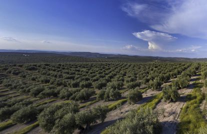 Imagen panorámica en un olivar de Jaén, este miércoles.