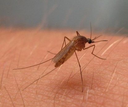 El virus del Nilo causa la primera víctima mortal de 2023 en España