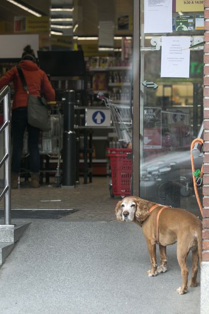 Un perro atado en la puerta de un supermercado en Manzanares el Real (Madrid), en una imagen de archivo.