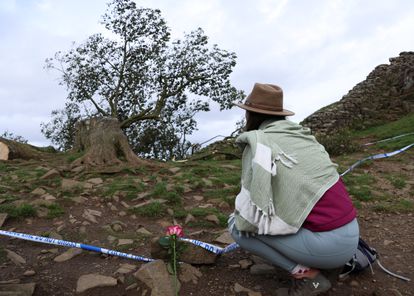 Una mujer mira el árbol 'Sycamore Gap' después de que haya sido talado, el 28 de septiembre.