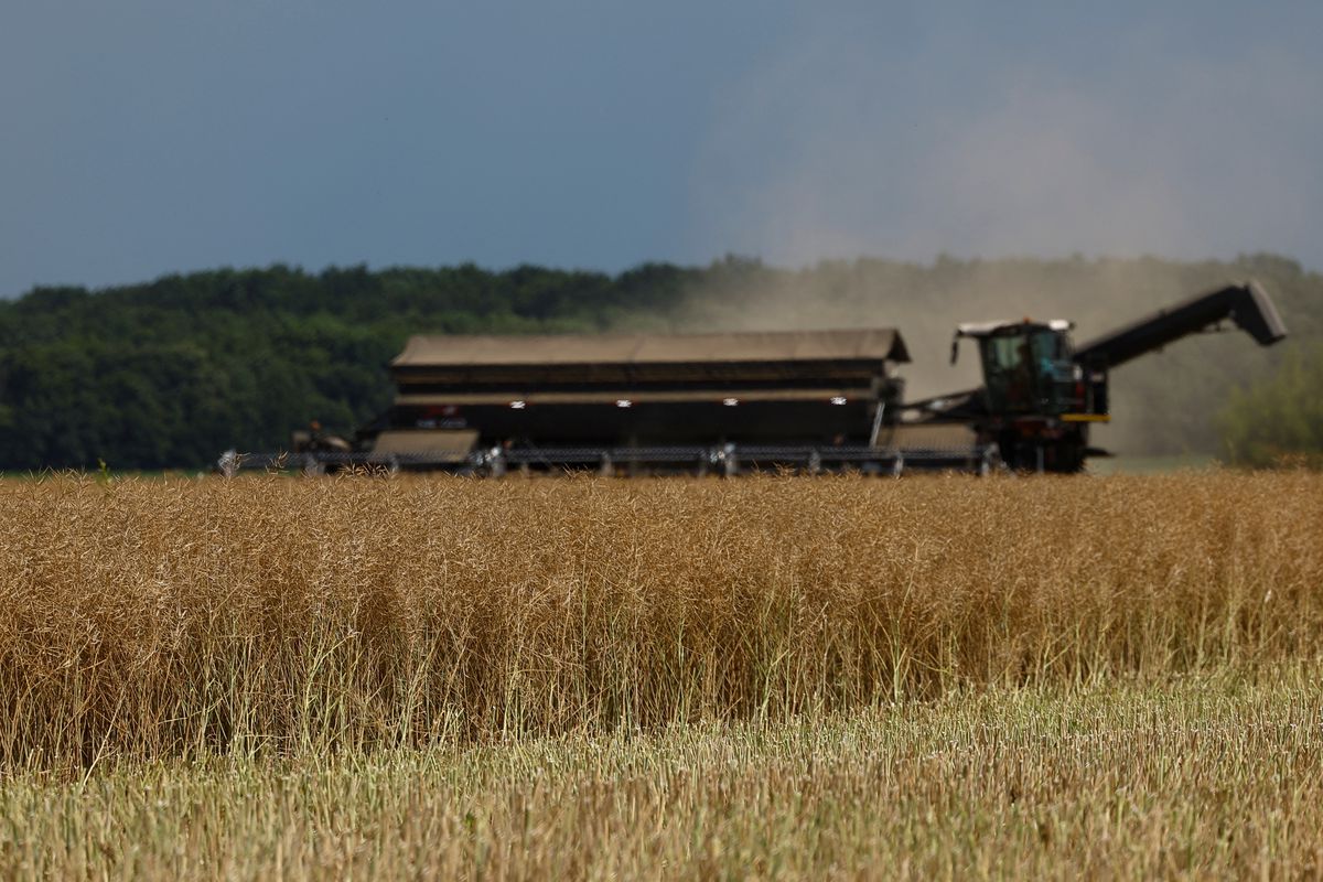 Bruselas concluye el veto temporal al grano ucranio en cinco países de la UE