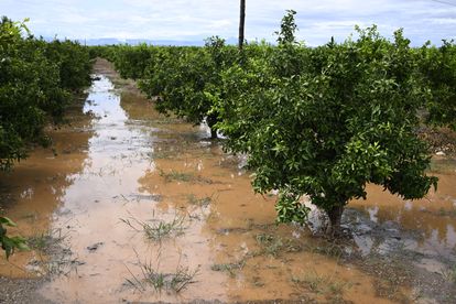 Suelos inundados de un campo de naranjos debido a las lluvias de la mañana del sábado, cerca de Burriana (Castellón).