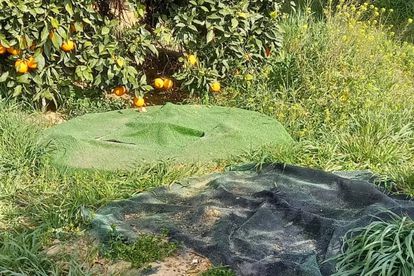 La Fiscalía se querella contra una firma de la Casa de Alba por ocho pozos clandestinos junto a Doñana