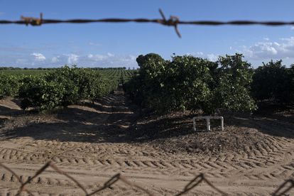 Hileras de naranjos en la finca sevillana Aljóbar, el pasado viernes.