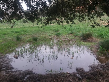 La charca estacional de Can Batllic, en Viladrau.