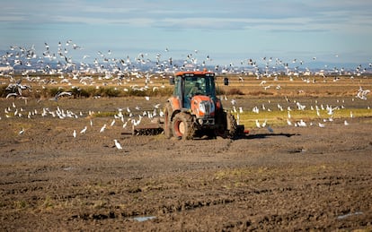 Arrozales anegados por el agua en La Albufera, Valencia.