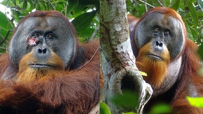 Orangután Rakus