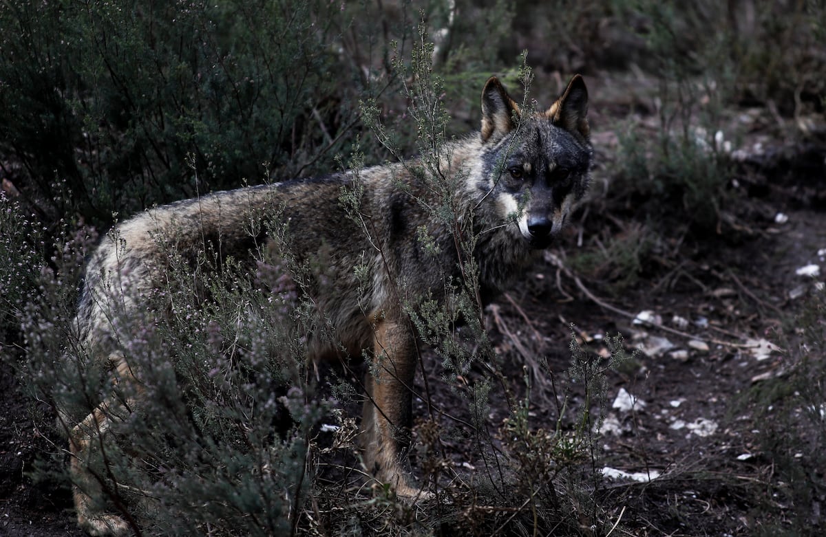 La UE aprueba rebajar la protección del lobo