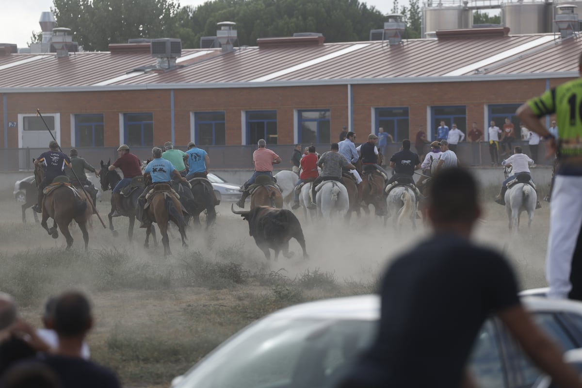La Justicia ratifica la prohibición del nuevo torneo del Toro de la Vega de Tordesillas