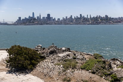 Cormoranes anidando en la isla, con la ciudad de San Francisco al fondo.  