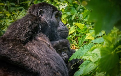 Una orangutana con su cría en el Parque Nacional Bwindi Impenetrable, en el suroeste de Uganda.