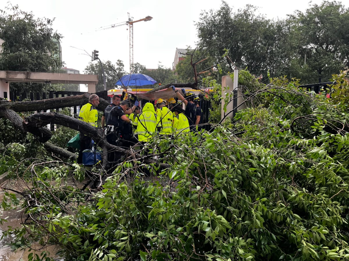 Herida grave una mujer en Madrid por la caída de un árbol